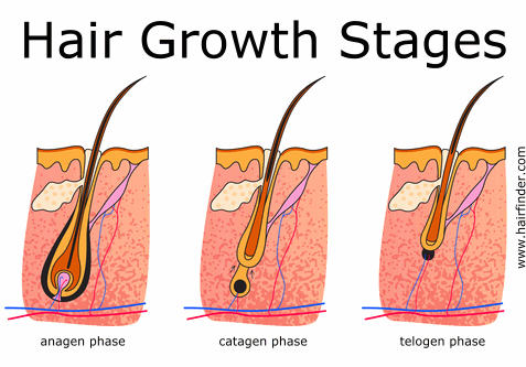 hairgrowthphases.gif